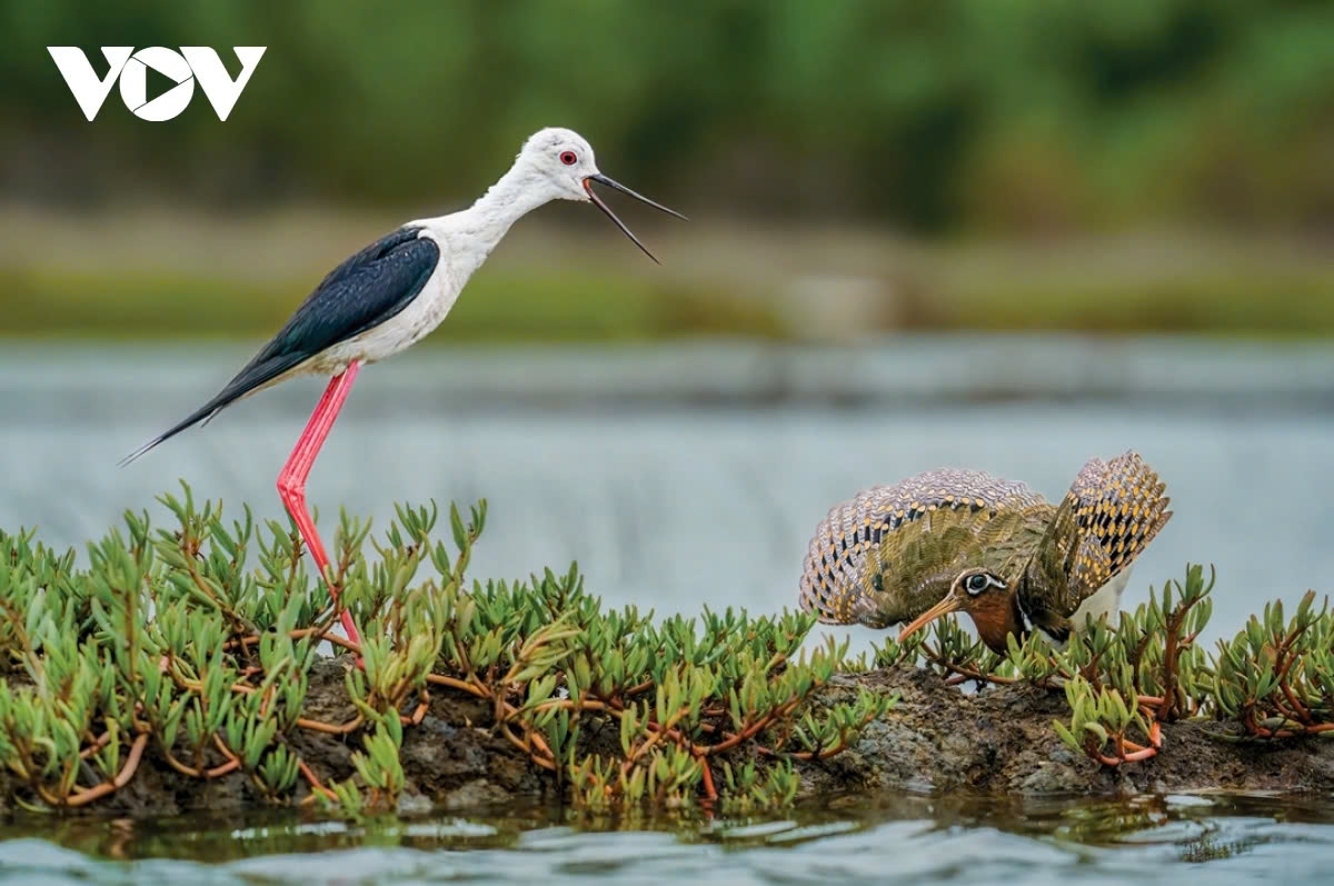 vietnamese rare bird and animal species in photos picture 11