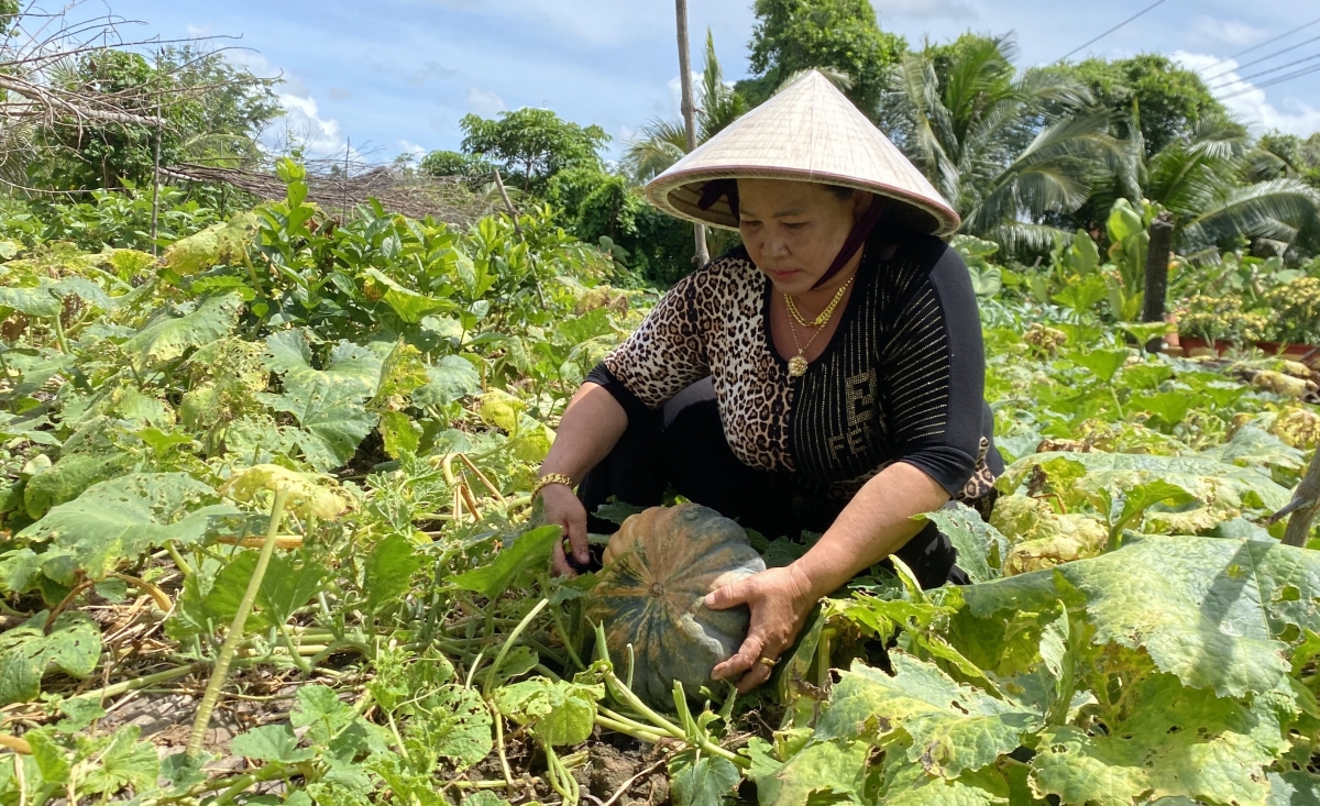 Trồng màu trên đất mặn – Người dân Cà Mau ăn rau sạch, thắm tình, thêm tiền