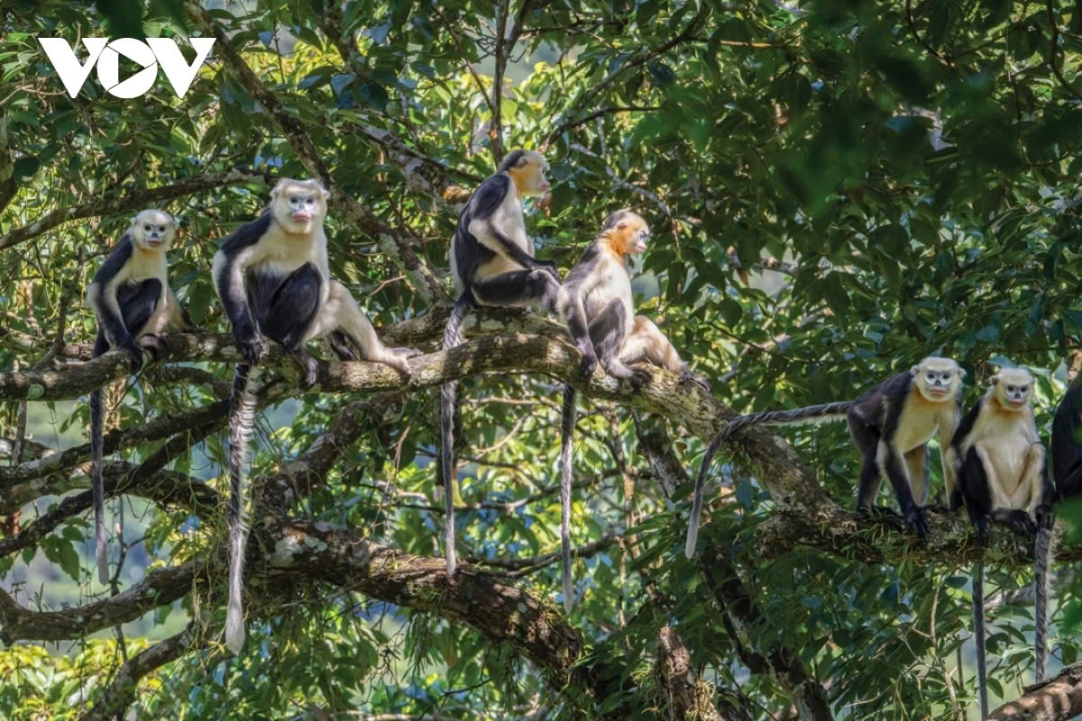 vietnamese rare bird and animal species in photos picture 2