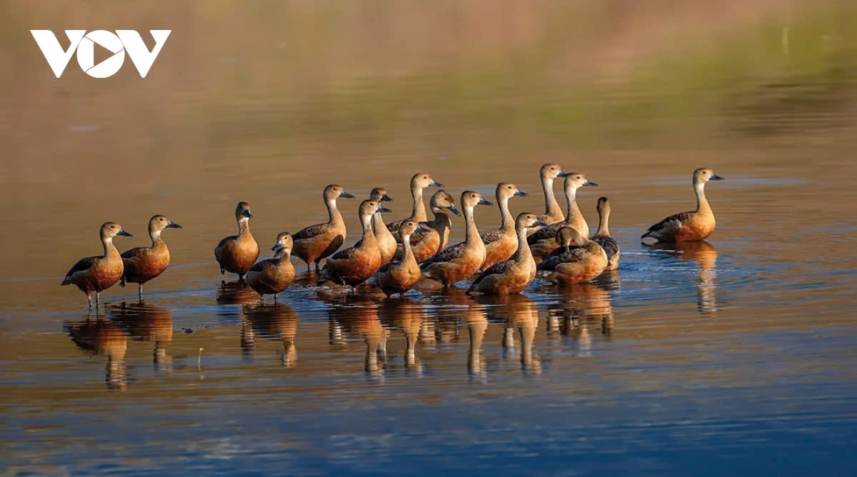 vietnamese rare bird and animal species in photos picture 8