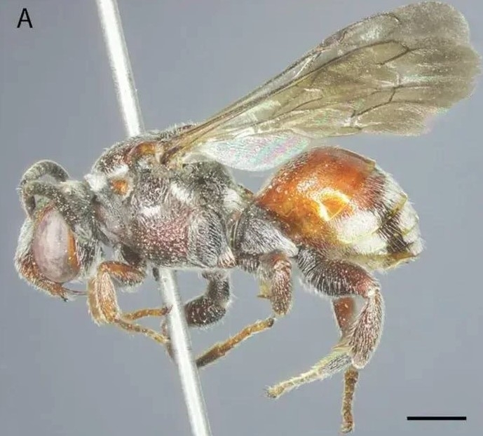 new bee species discovered in ha tinh province picture 1