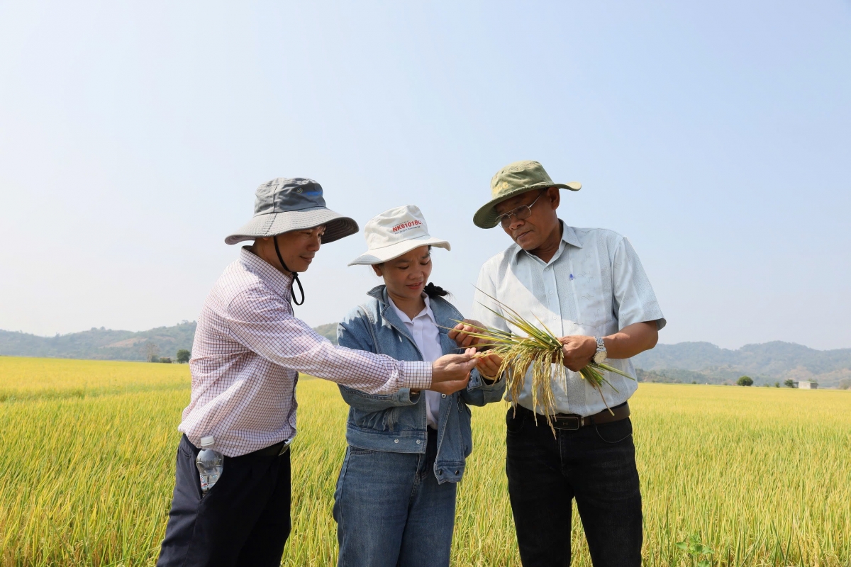 Đắk Lắk trồng 500 ha lúa giảm phát thải trong vụ Đông Xuân 2024-2025
