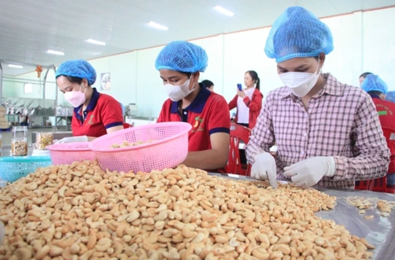 cashew industry faces risk of trade deficit picture 1