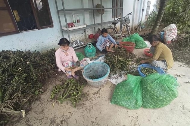 prices of fresh areca nuts in vietnam hit record highs due to chinese demand picture 1