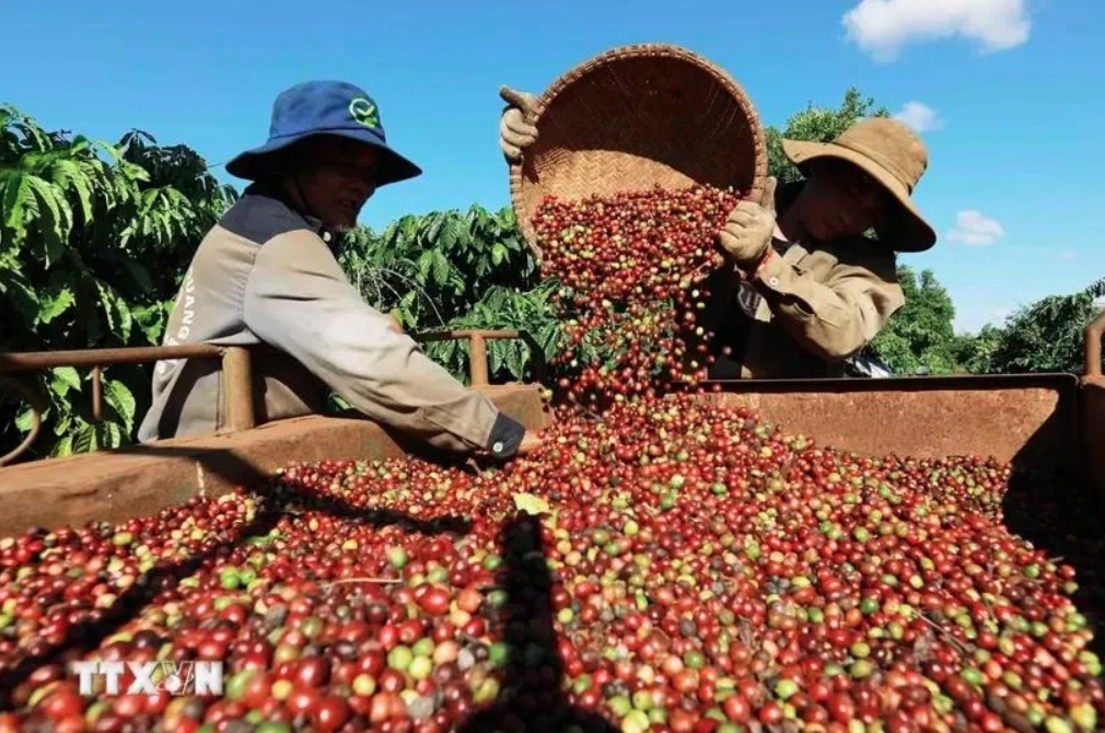 coffee price hikes push export revenue up picture 1