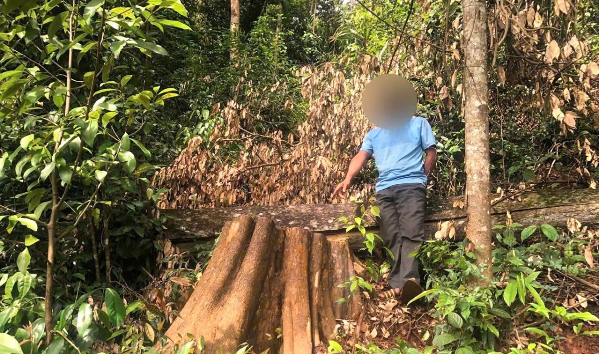 bị khởi tố vì 2 lần cưa trộm cây rừng hình ảnh 1 bi khoi to vi 2 lan cua trom cay rung hinh anh 1