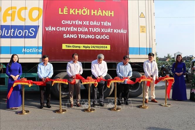 tien giang exports first batch of fresh coconuts to chinese market picture 1