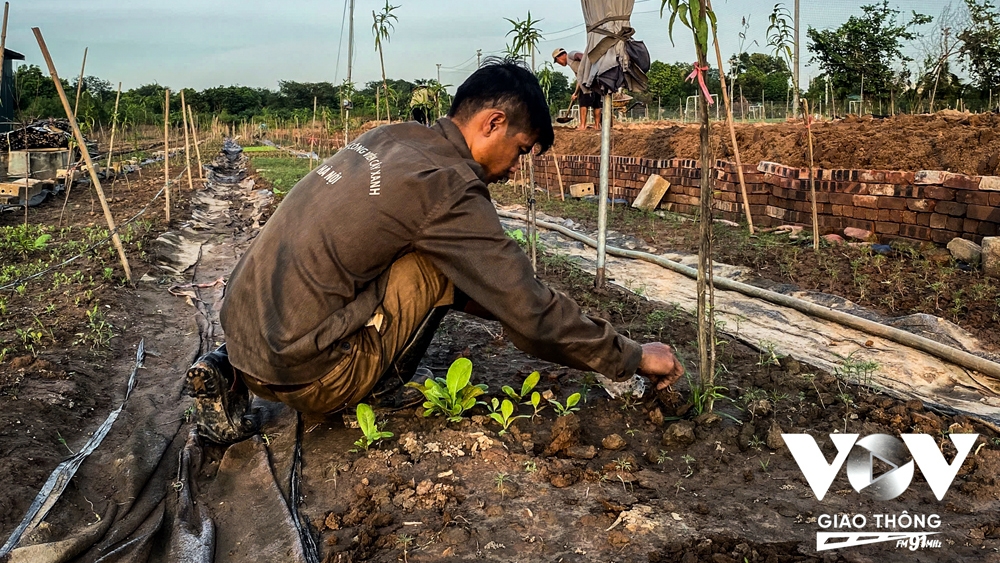 Người dân Nhật Tân trồng cúc, rau cải để bán... cho kịp Tết