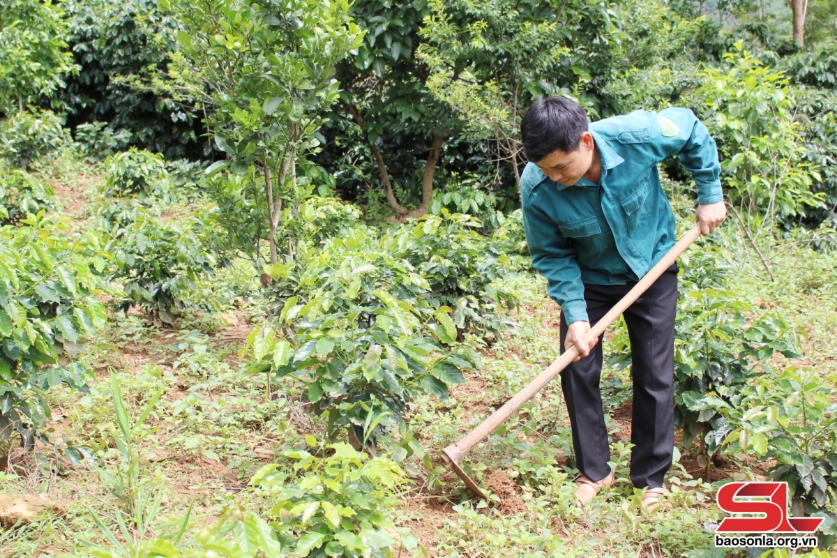 chieng la nhan rong cac mo hinh kinh te hinh anh 3