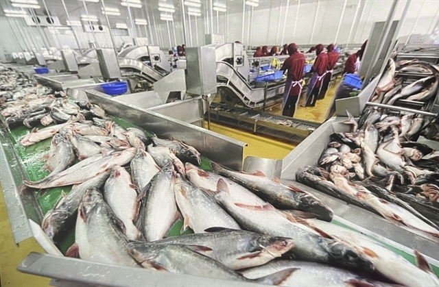 china spends us 21mn importing vietnam s pangasius fish maws picture 1