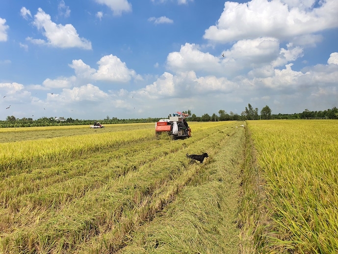 vietnam spends nearly us 1 billion on rice imports picture 1