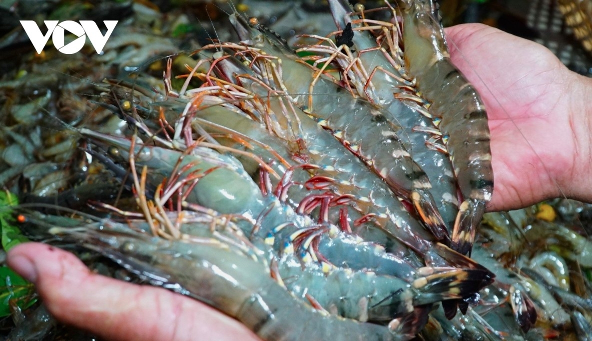 vietnam s shrimp export earnings rise slightly over nine-month period picture 1