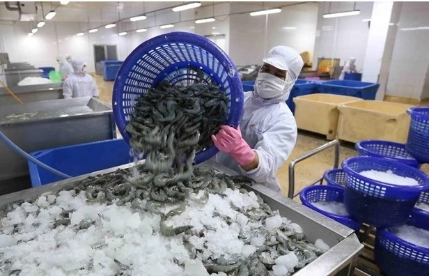 doc requested to conduct anti-subsidy probe into vn s frozen warmwater shrimp picture 1