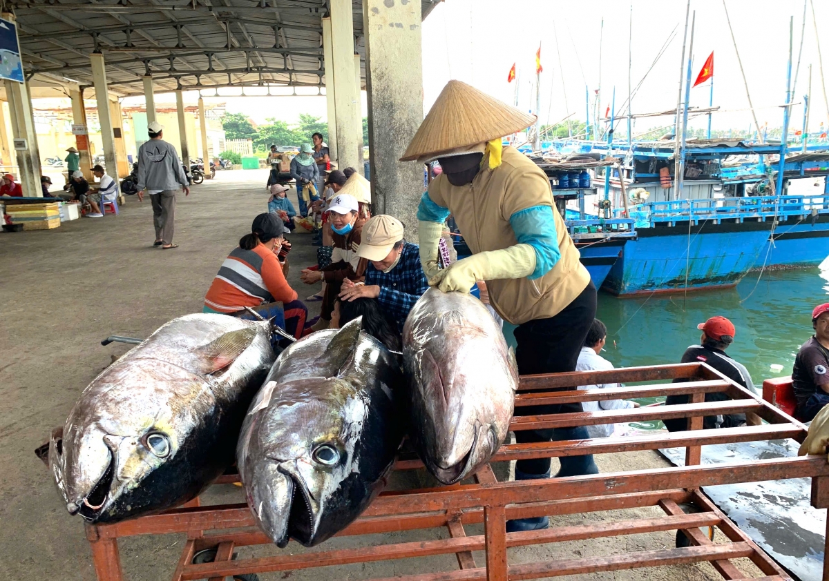 phu yen no luc chong khai thac hai san bat hop phap hinh anh 2