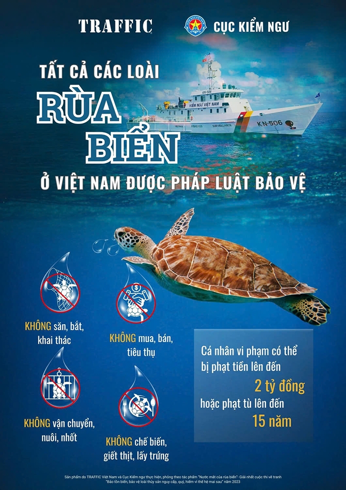thả cá thể rùa xanh quý hiếm về biển hình ảnh 2 tha ca the rua xanh quy hiem ve bien hinh anh 2