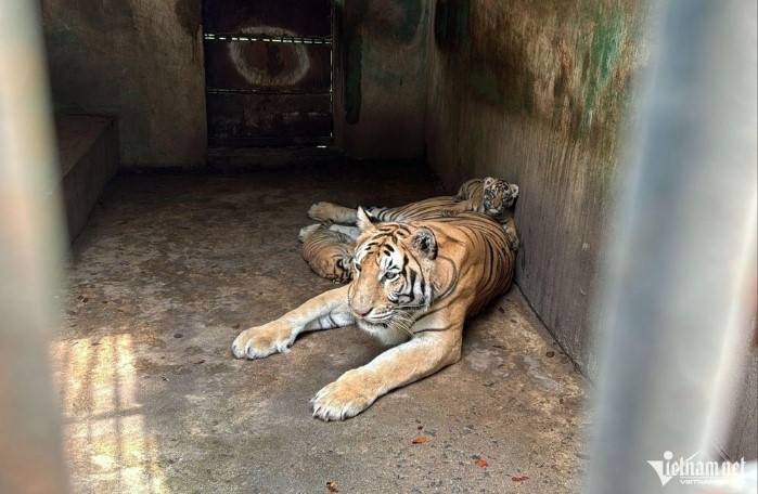 over 40 tigers died suspected of being infected with a h5n1 flu picture 1