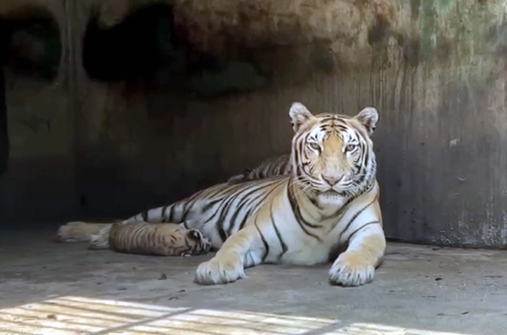 47 tigers dead in dong nai and long an due to bird flu picture 1