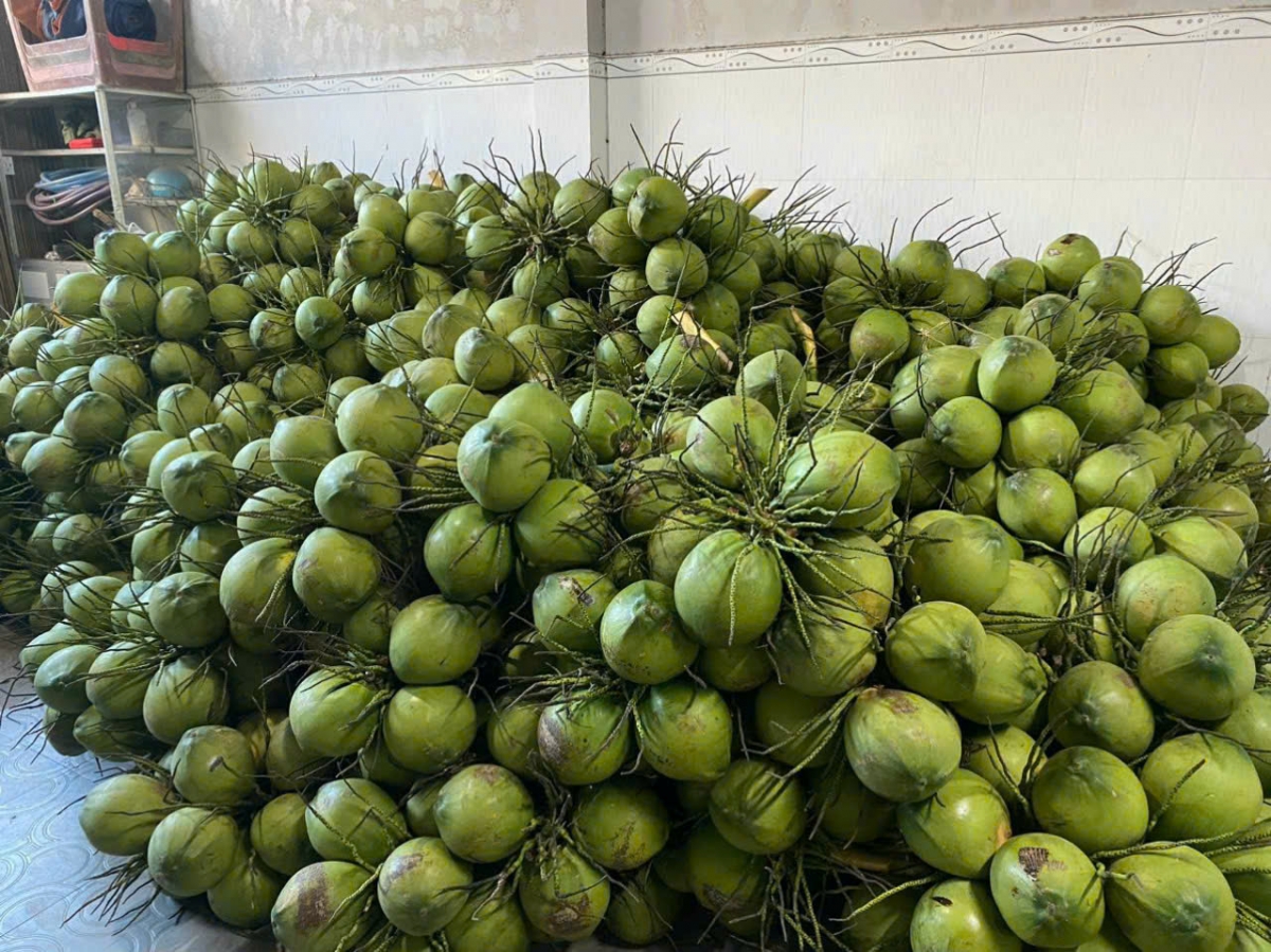 Chuẩn bị xuất lô dừa tươi chính ngạch sang thị trường Trung quốc