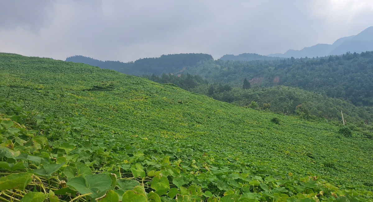 Nông nghiệp quy mô lớn - đánh thức vùng cao Yên Bái