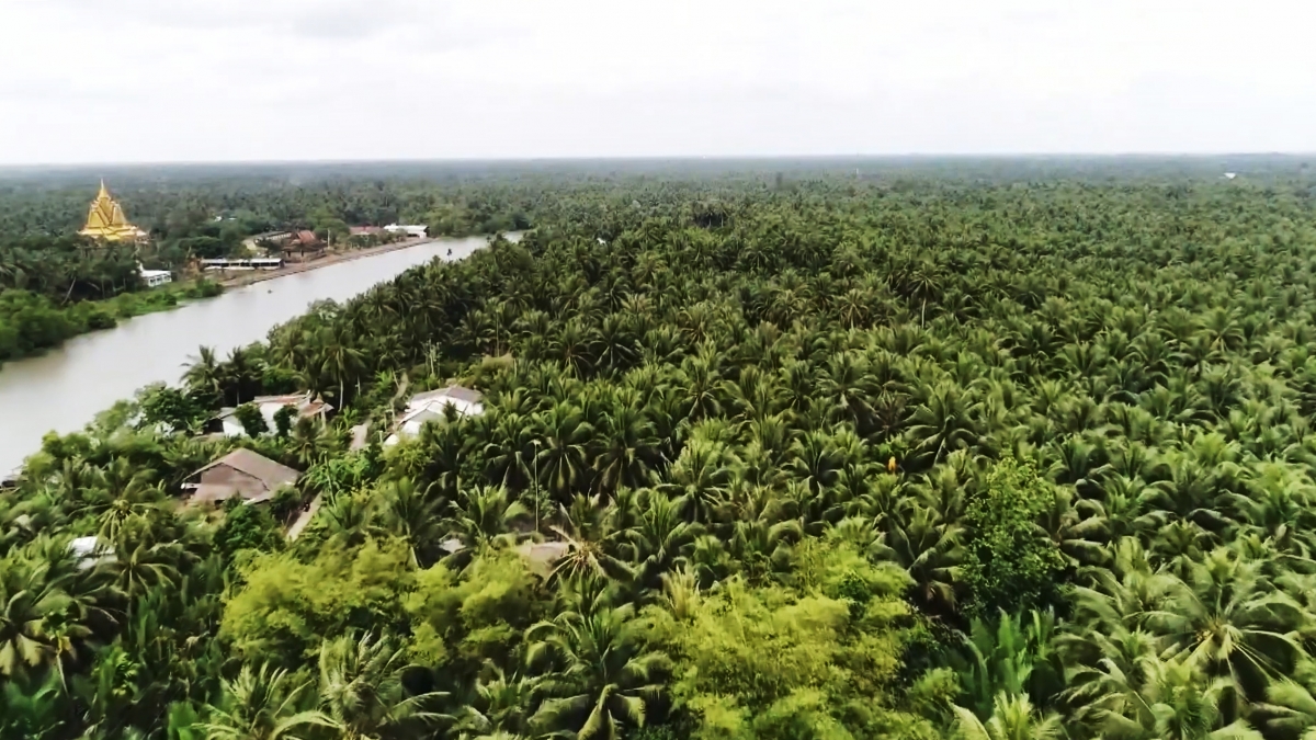 Đặc sản dừa sáp tăng giá, nhiều nông dân khmer ở trà vinh khấm khá hình ảnh 5 Dac san dua sap tang gia, nhieu nong dan khmer o tra vinh kham kha hinh anh 5
