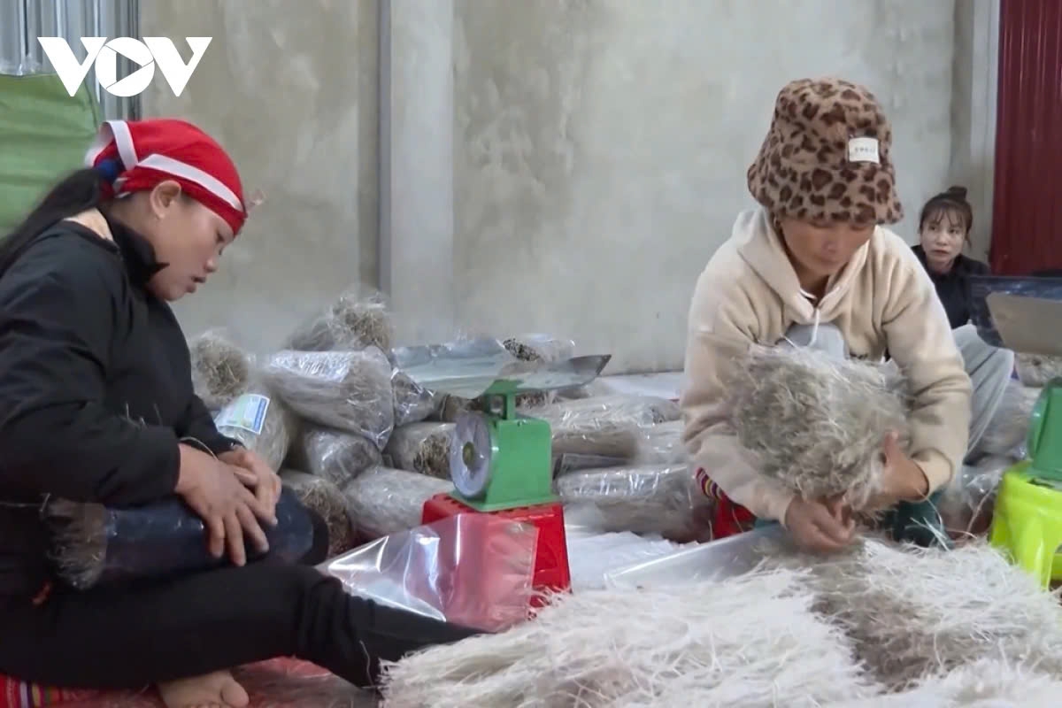 the craft of making vermicelli in lai chau picture 10 the craft of making vermicelli in lai chau picture 10