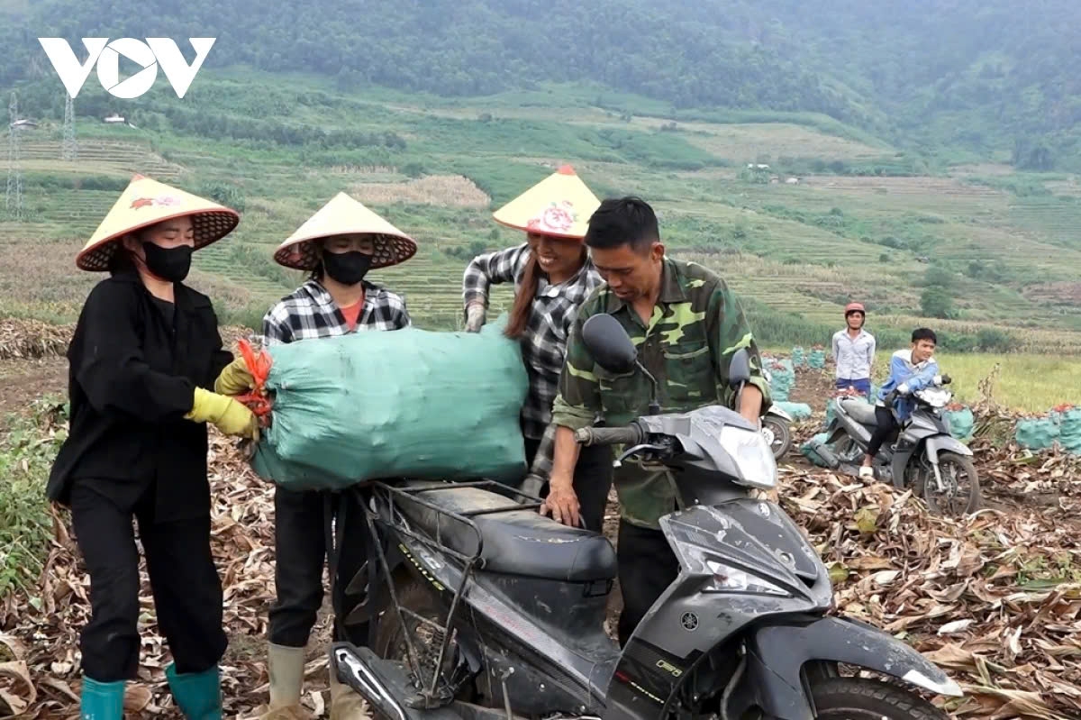 the craft of making vermicelli in lai chau picture 2 the craft of making vermicelli in lai chau picture 2