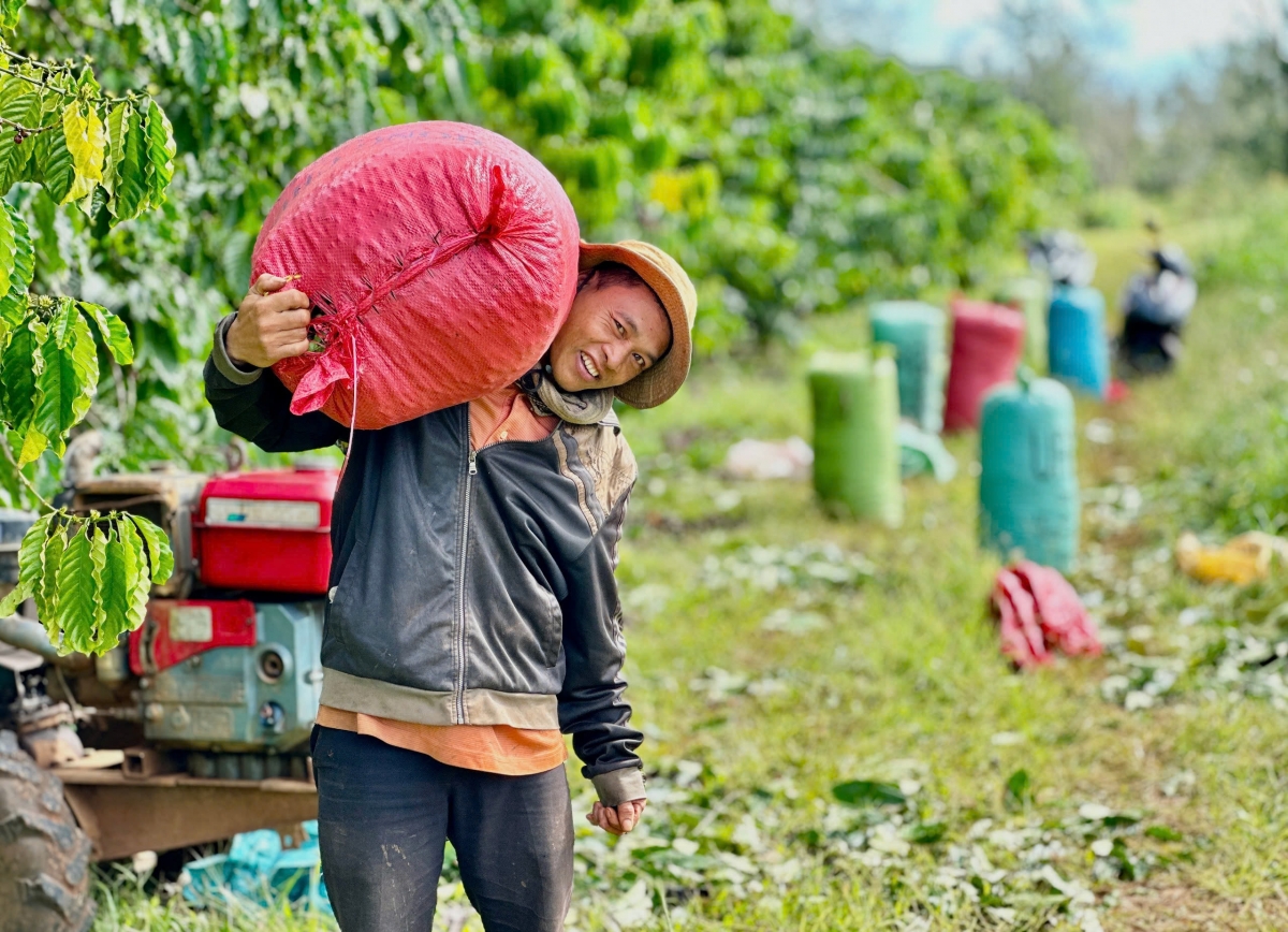 Đắk Lắk cần tháo gỡ điểm nghẽn về tổ chức sản xuất để phát triển cà phê bền vững