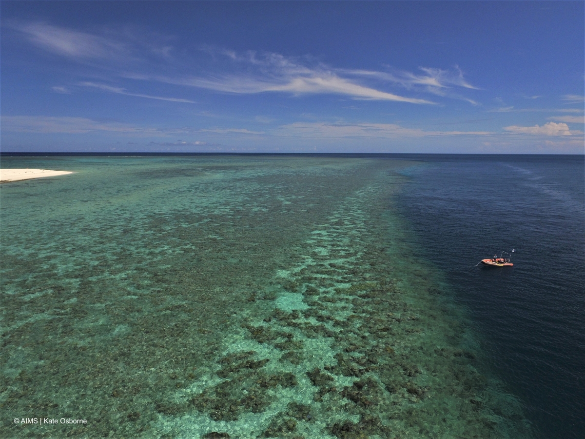 san ho tai ran great barrier bi tay trang nghiem trong hinh anh 1