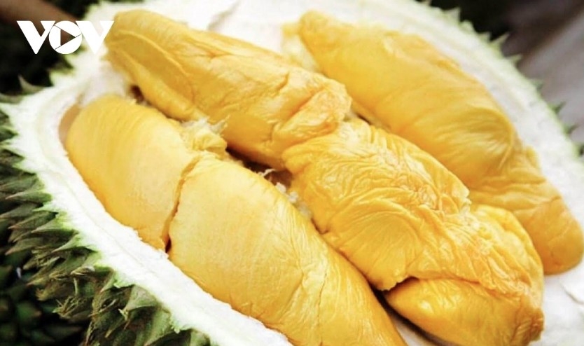 vietnam emerges as china s largest supplier of durian in september picture 1