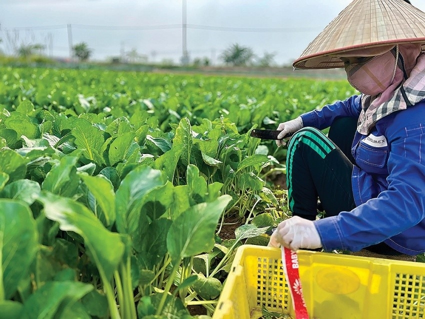 bai toan thue gtgt phan bon tranh loi ich truc quan ma quen di muc tieu lau dai hinh anh 2