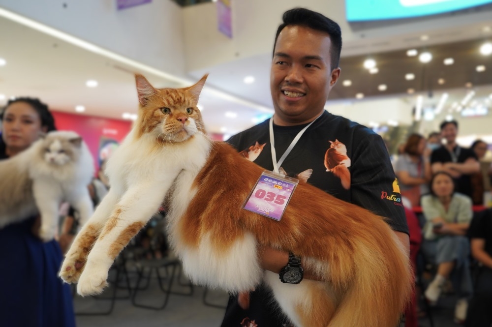 vietnam wins international cat breed show in ho chi minh city picture 10