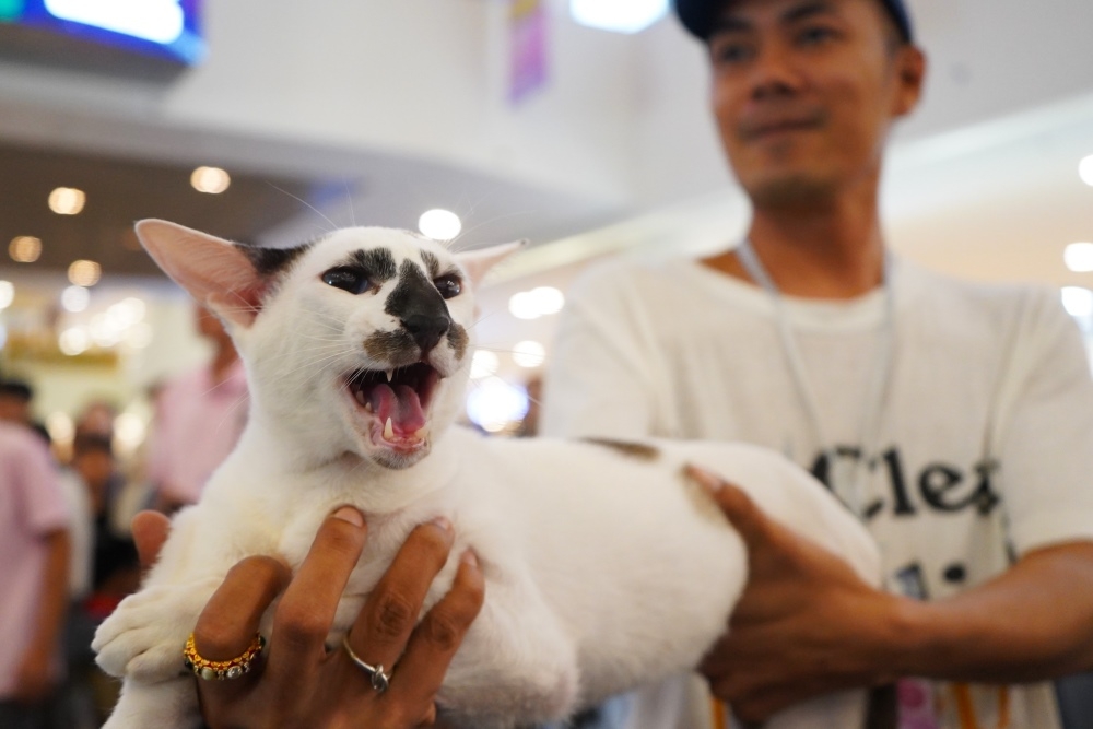 vietnam wins international cat breed show in ho chi minh city picture 11