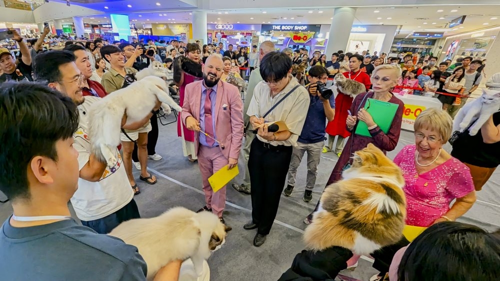 vietnam wins international cat breed show in ho chi minh city picture 6