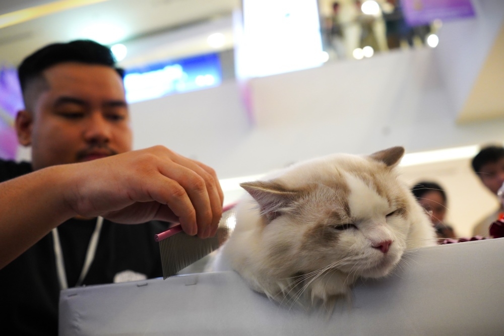 vietnam wins international cat breed show in ho chi minh city picture 7