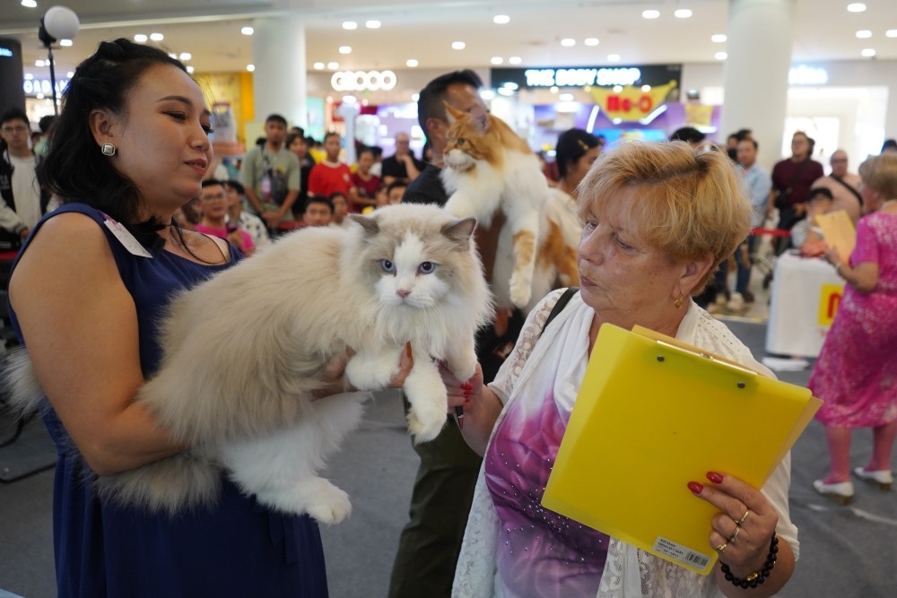 vietnam wins international cat breed show in ho chi minh city picture 8