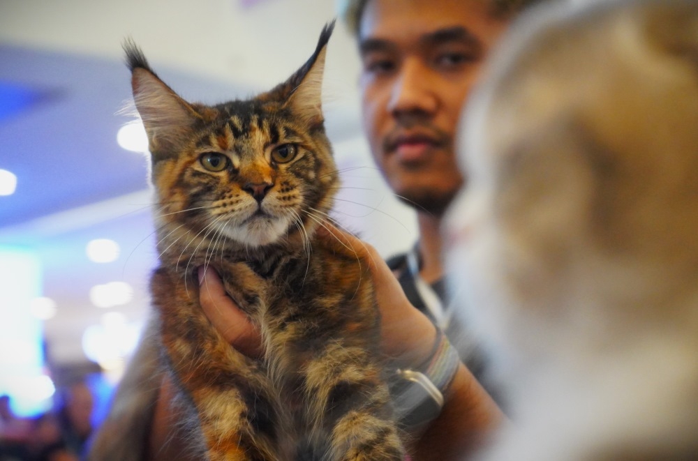 vietnam wins international cat breed show in ho chi minh city picture 9