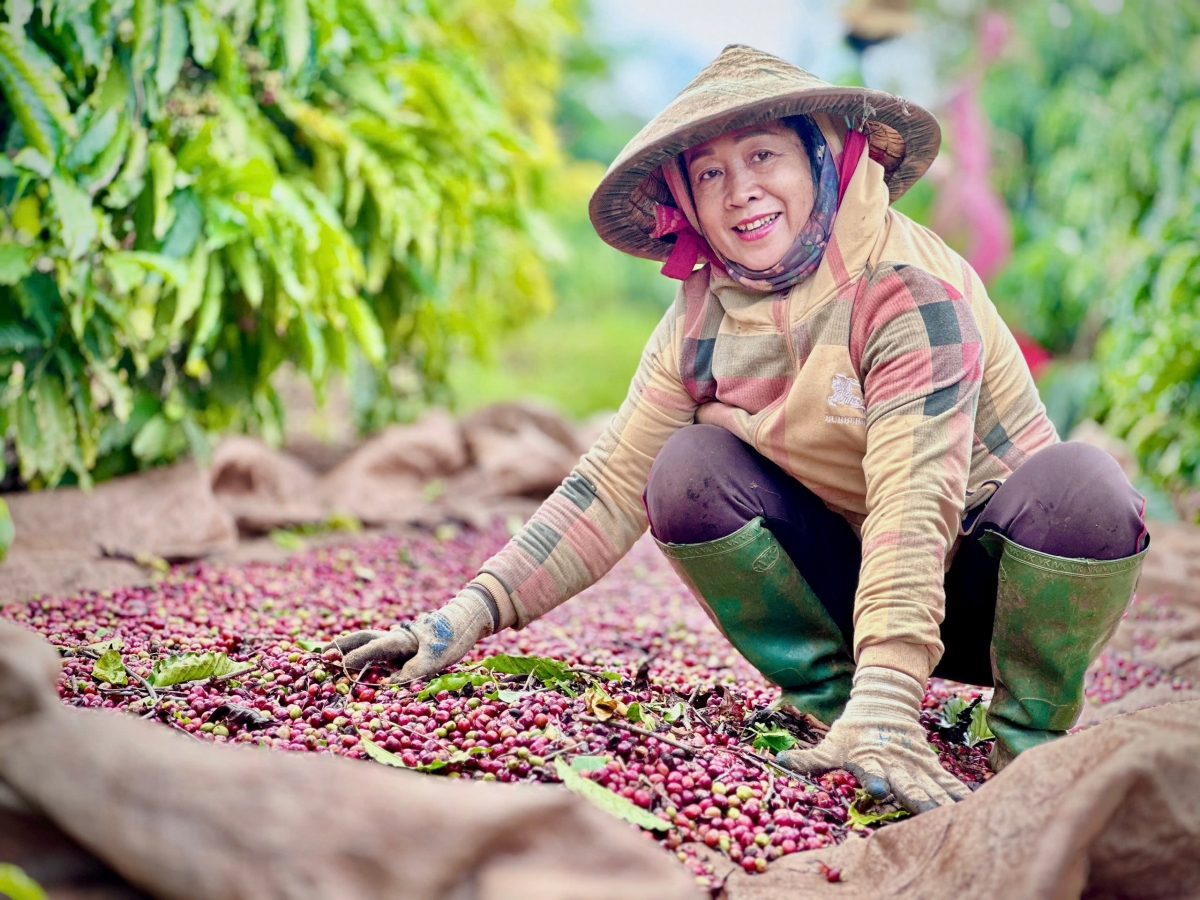 Mồ hôi, nụ cười trong mùa cà phê giá cao kỷ lục ở Tây Nguyên