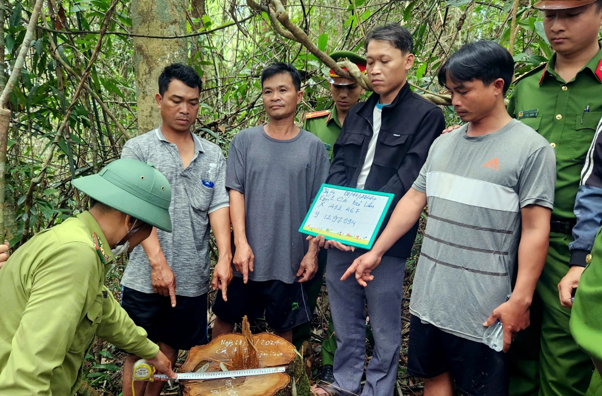 Nhân viên công ty lâm nghiệp cấu kết “lâm tặc” phá rừng