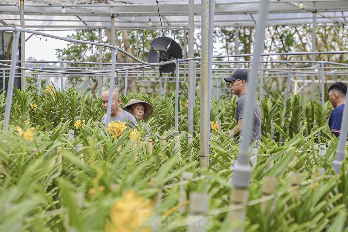 bustling atmosphere descends on da nang flower village to prepare for tet picture 1 bustling atmosphere descends on da nang flower village to prepare for tet picture 1