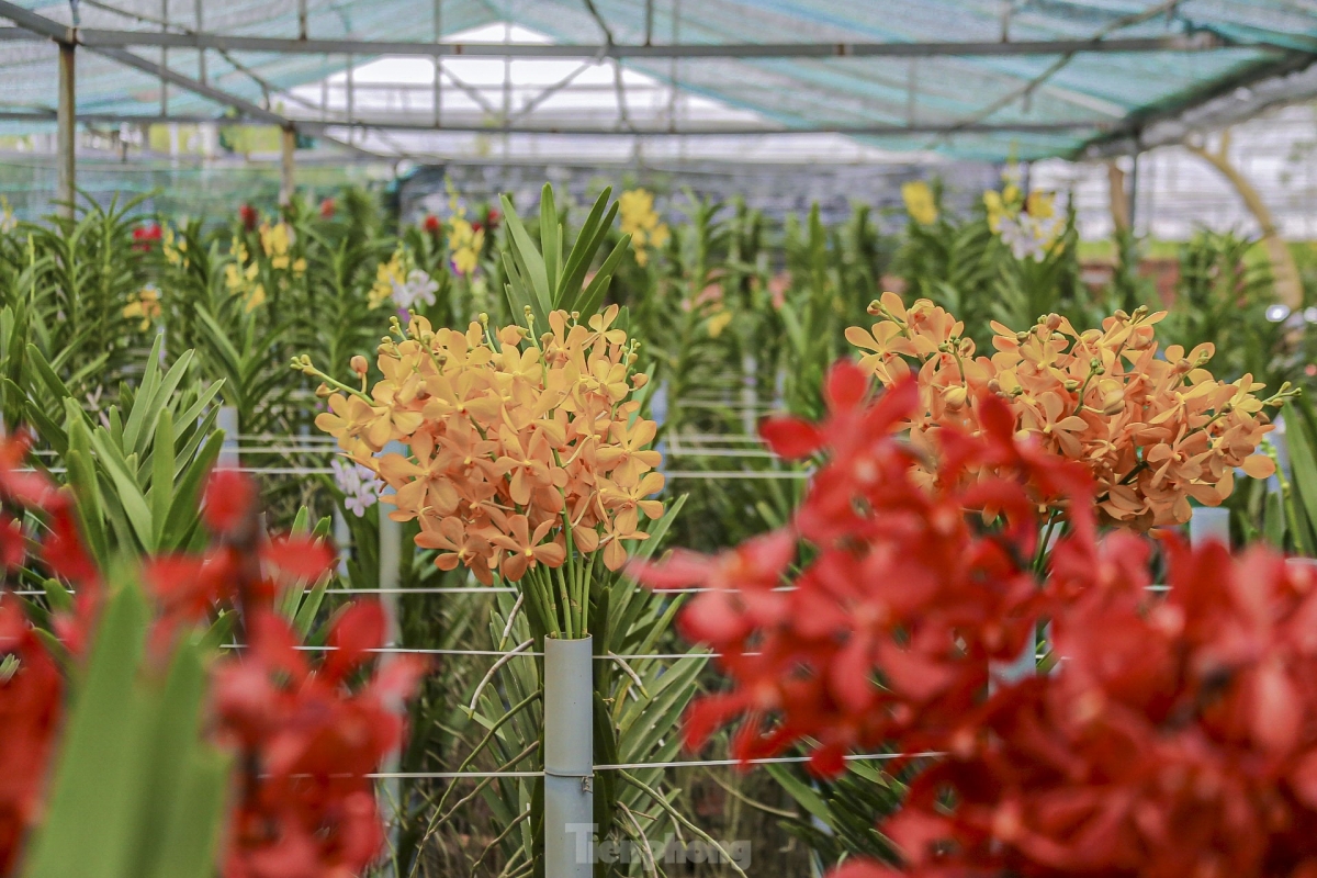 bustling atmosphere descends on da nang flower village to prepare for tet picture 2 bustling atmosphere descends on da nang flower village to prepare for tet picture 2