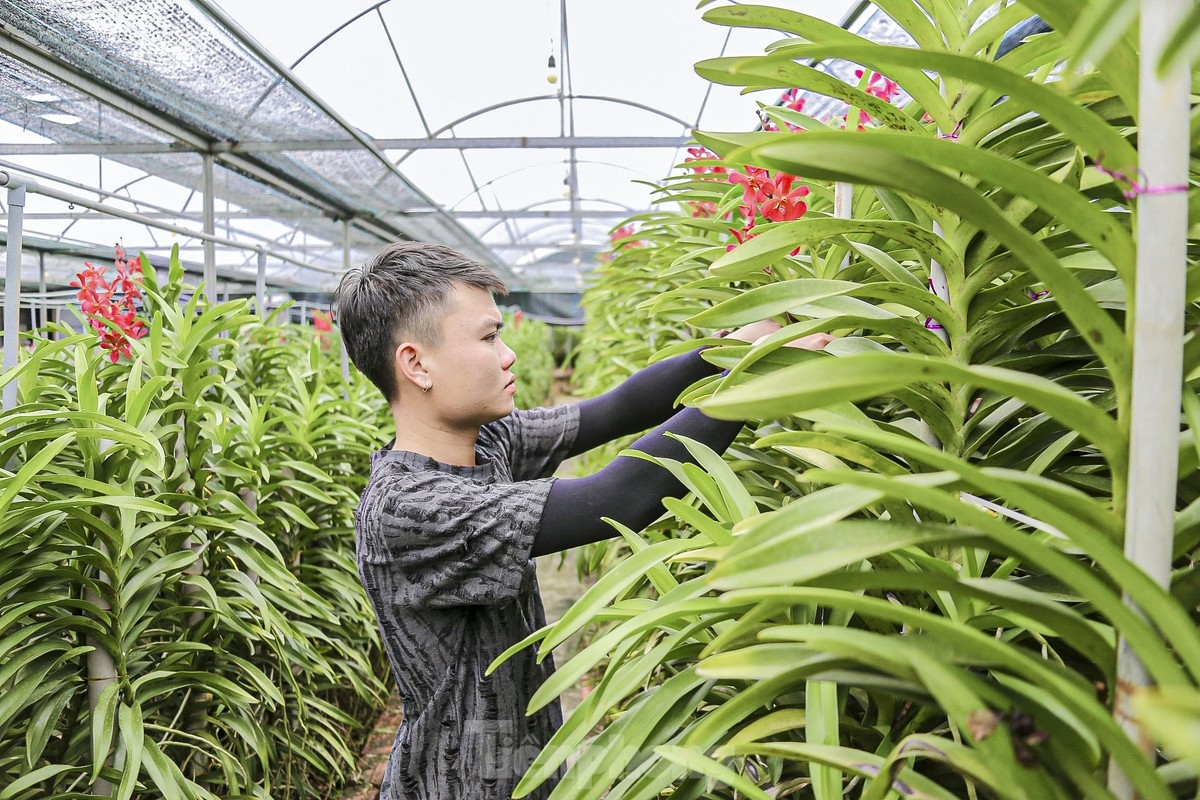 Bustling atmosphere descends on Da Nang flower village to prepare for Tet