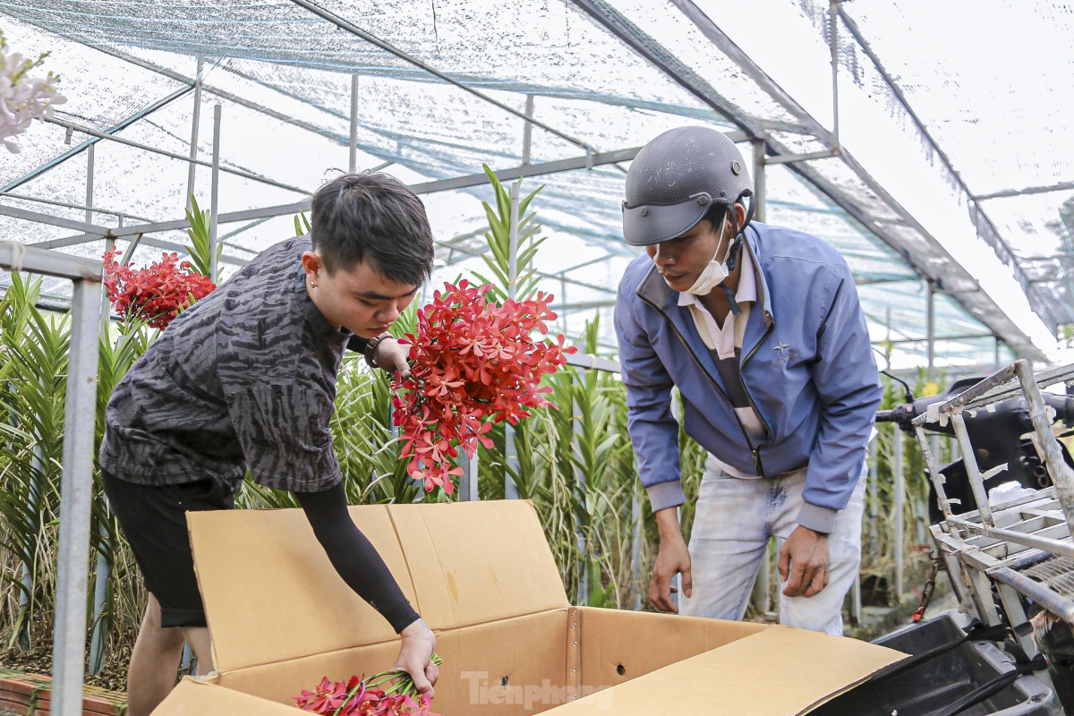 bustling atmosphere descends on da nang flower village to prepare for tet picture 7 bustling atmosphere descends on da nang flower village to prepare for tet picture 7