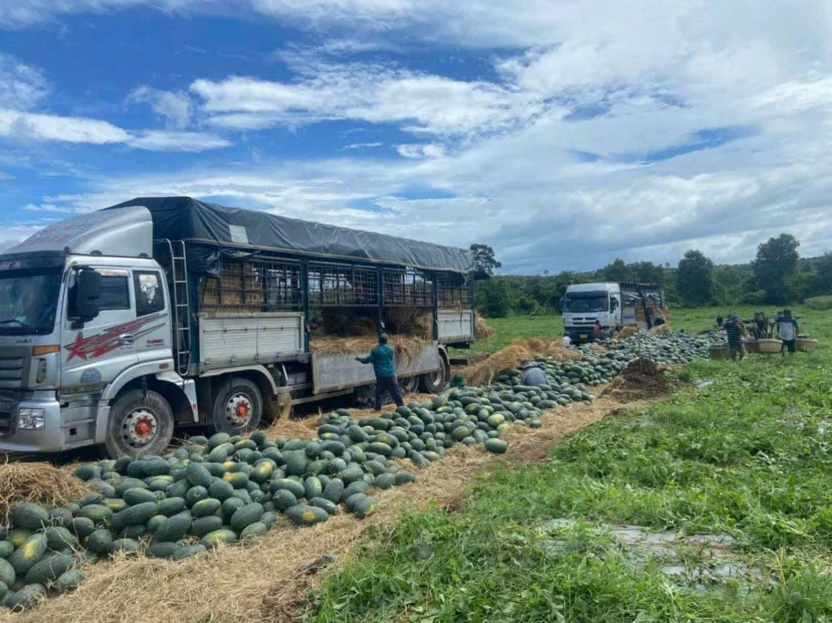 Dưa hấu mất mùa, mất giá khiến nhiều nông dân trắng tay