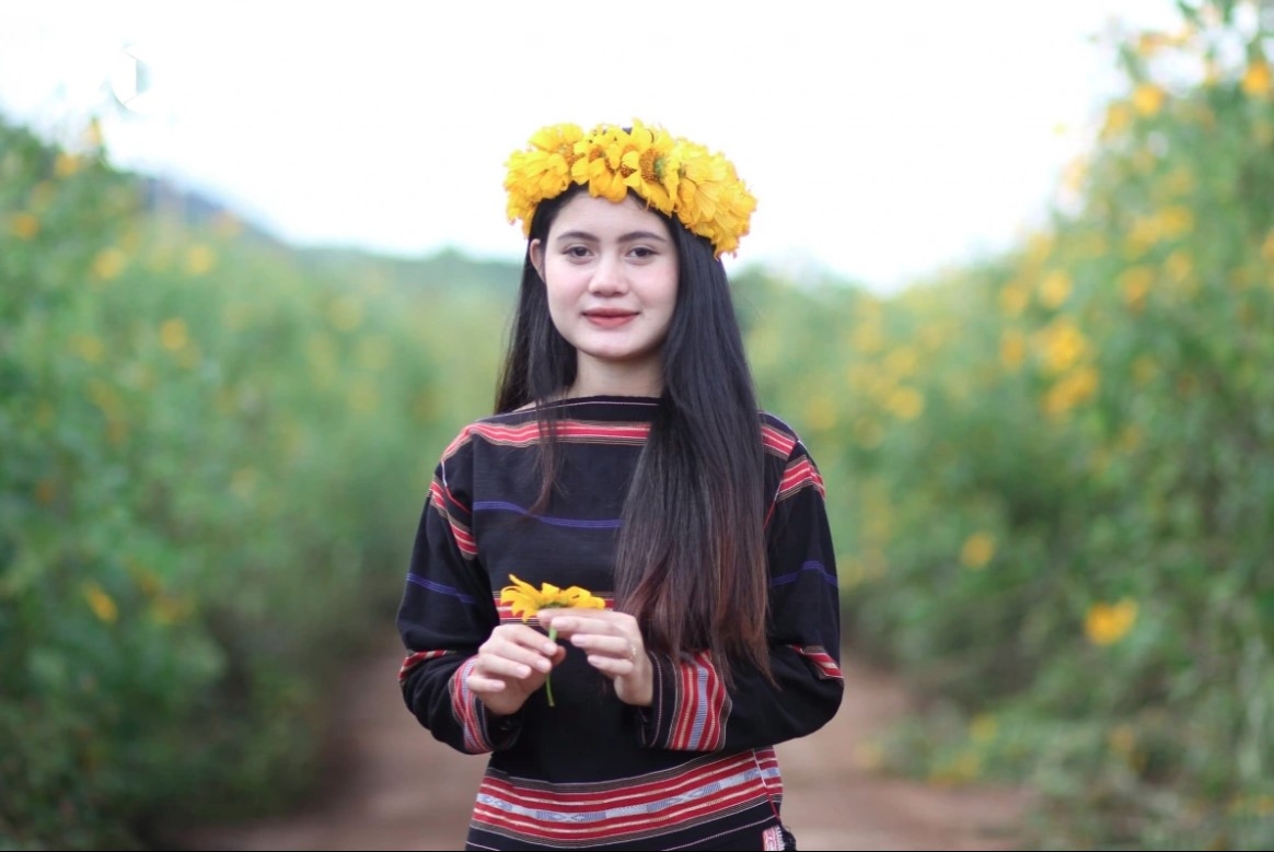 exploring wild sunflowers beauty on chu dang ya extinct volcano picture 4