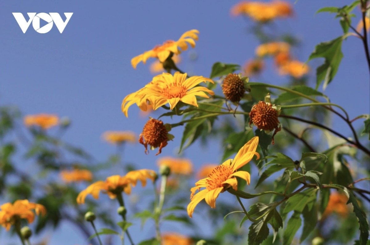 exploring wild sunflowers beauty on chu dang ya extinct volcano picture 5