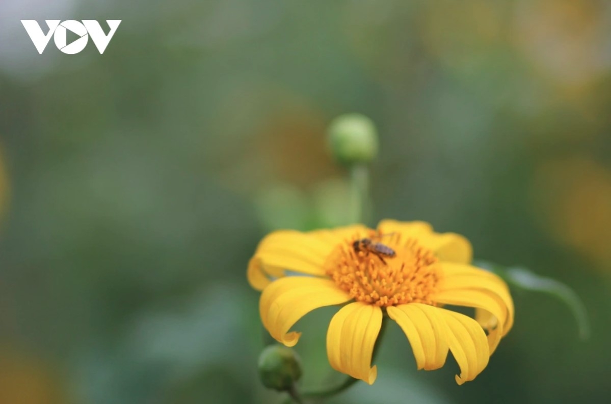 exploring wild sunflowers beauty on chu dang ya extinct volcano picture 6