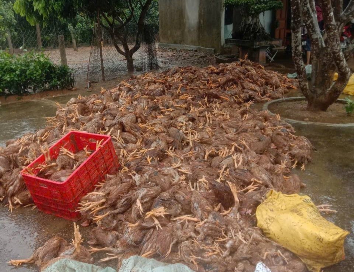 Quảng Bình: Người chăn nuôi thiệt hại nặng sau lũ cần được hỗ trợ