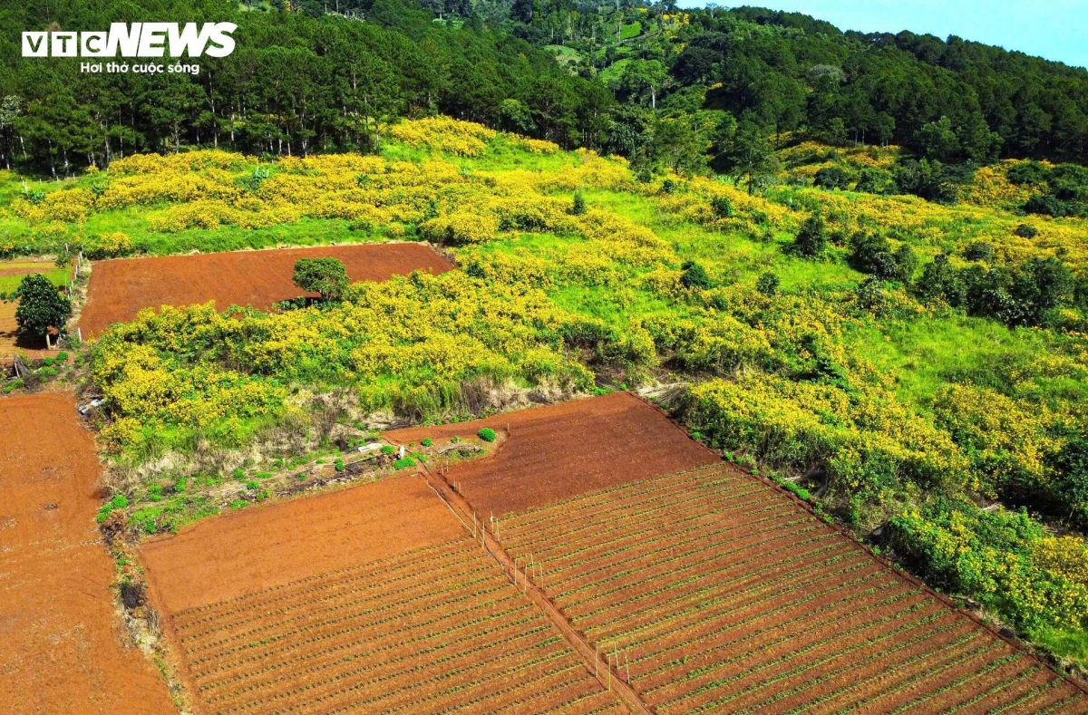 hoa da quy nhuom vang ruc ro khap cung duong tren cao nguyen lam Dong hinh anh 7