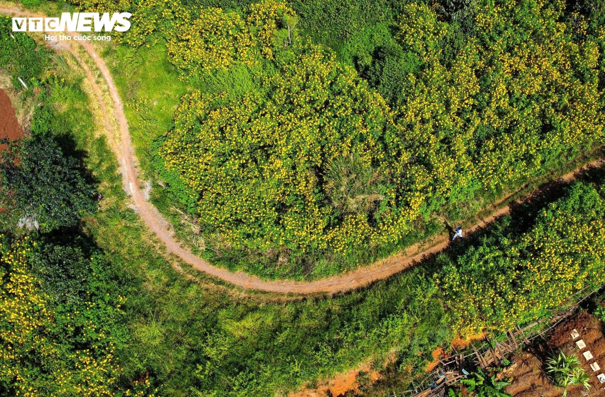 hoa da quy nhuom vang ruc ro khap cung duong tren cao nguyen lam Dong hinh anh 4