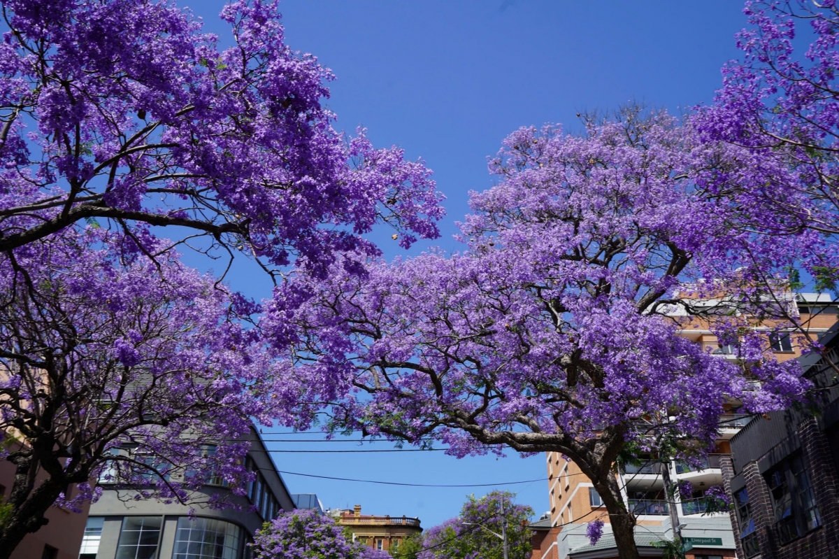 sac hoa phuong tim tran ngap duong pho sydney, australia hinh anh 7